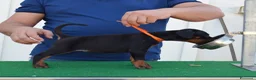Dobermann cani in vendita: cuccioli di dobermann di altissima genealogia  a Provincia di Pescara - Annuncio 5