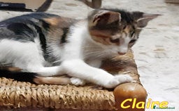 Europeo gatti in regalo: ADOZIONE DEL CUORE PER LA PICCOLA CLAIRE   a Città metropolitana di Roma Capitale - Immagine 3