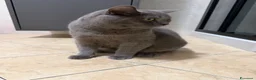 British gatti in vendita: VENDITA BRITISH SHORTHAIR - Annuncio 4