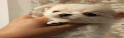 Chihuahua cani in vendita: Femmine chihuahua pelo lungo - Annuncio 5