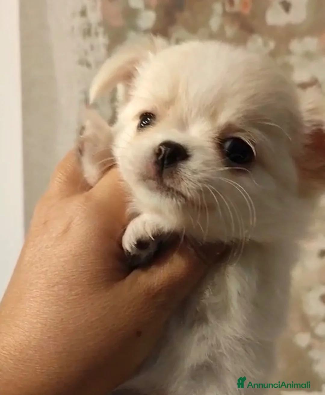Chihuahua cani in vendita: Femmine chihuahua pelo lungo - Annuncio 5