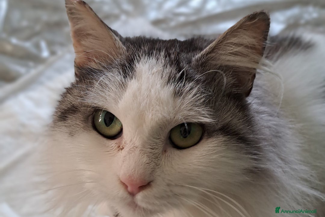 Europeo gatti in regalo: GATTINA A PELO LUNGO IN ADOZIONE - Annuncio 1