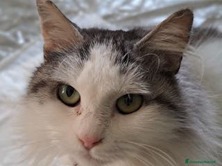 Europeo gatti GATTINA A PELO LUNGO IN ADOZIONE - Annuncio 37