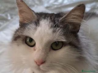 Europeo gatti GATTINA A PELO LUNGO IN ADOZIONE - Annuncio 27