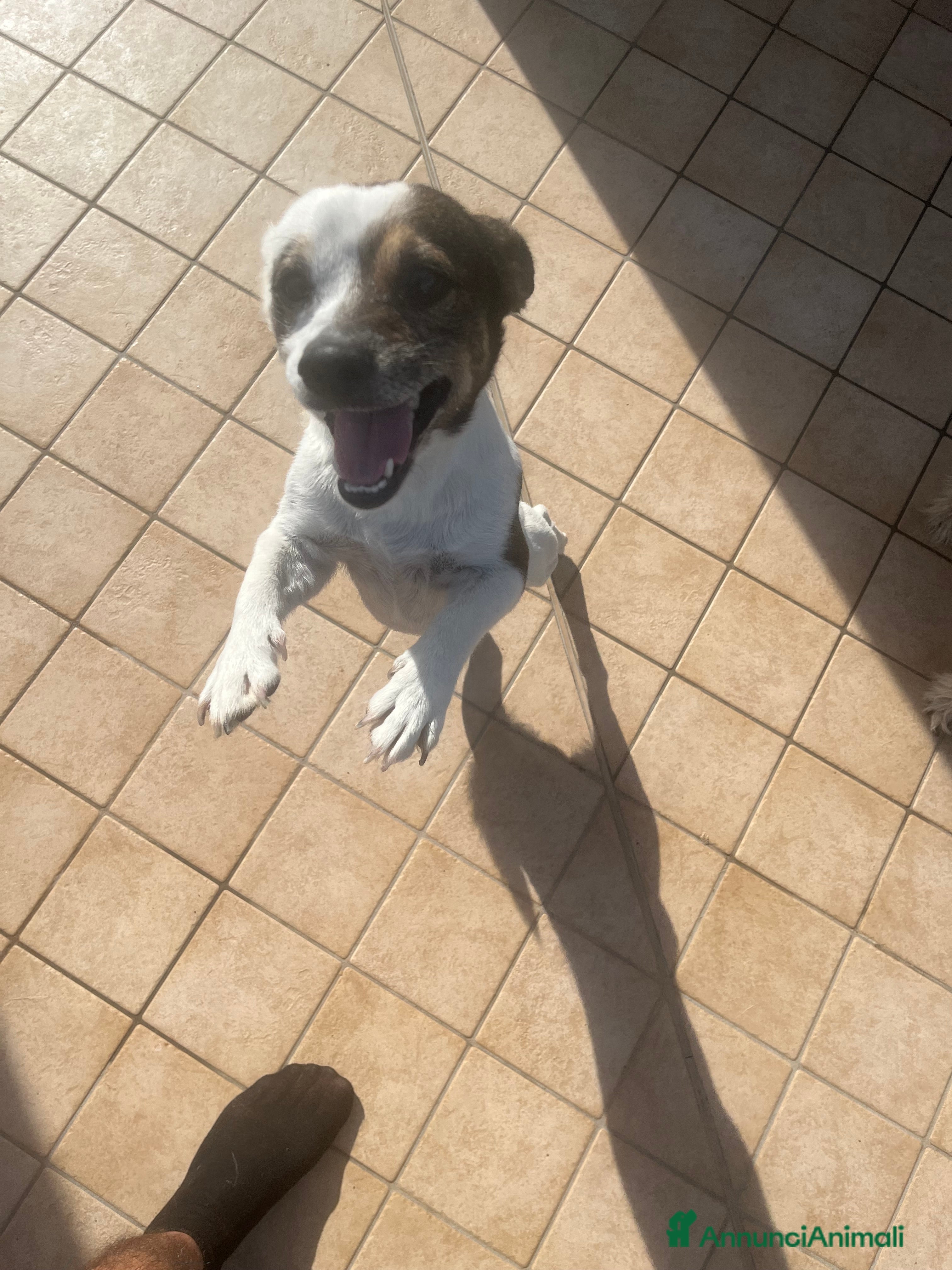 Meticcio cani Simil jack Russel taglia piccola - Annuncio 1