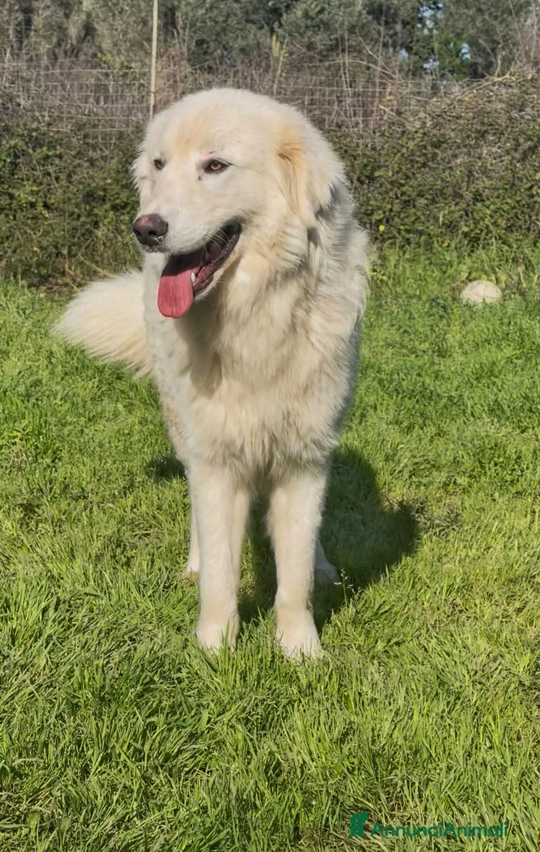 Pastore Maremmano cani in regalo: NEVE 💙-pastore 1 anno, rischia di nuovo la strada a Provincia di Varese - Annuncio 2