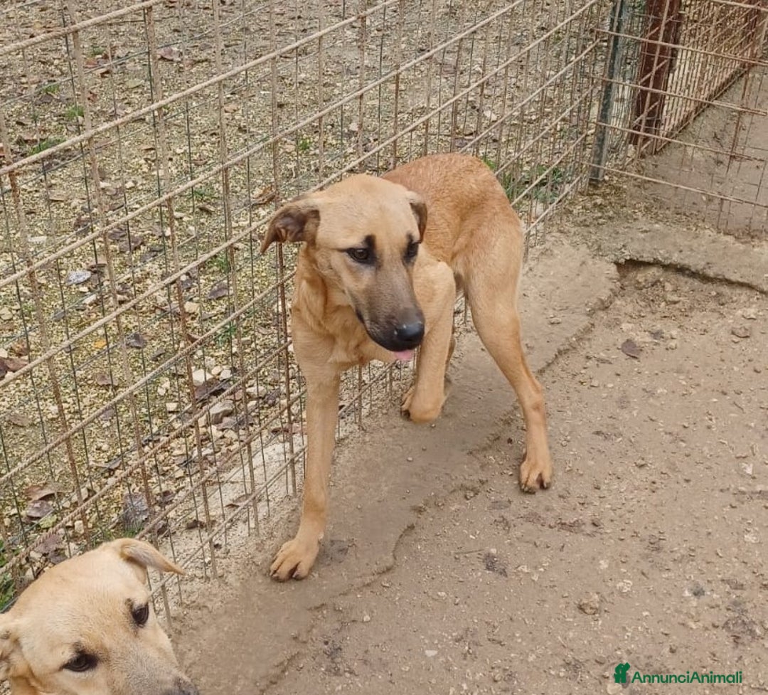 Meticcio cani in regalo: ALBICOCCA e MIRTILLO a Città metropolitana di Roma Capitale - Annuncio 2