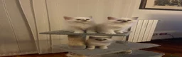 Sacro di Birmania gatti in vendita: Cuccioli di Sacri Di Birmania - Annuncio 2