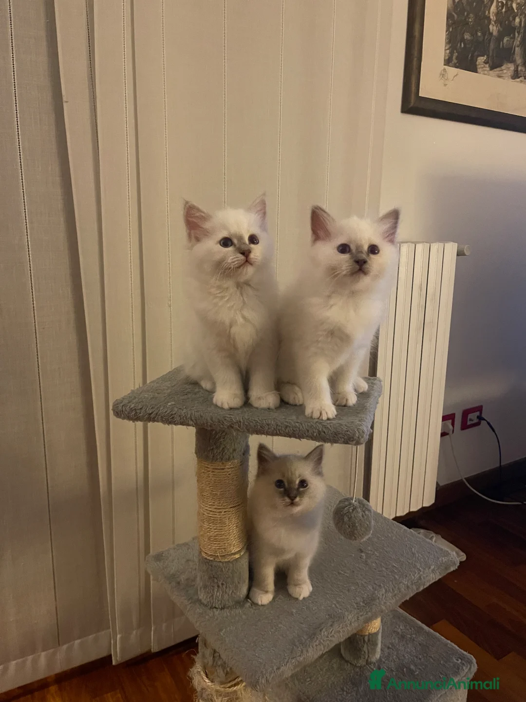 Sacro di Birmania gatti in vendita: Cuccioli di Sacri Di Birmania - Annuncio 2