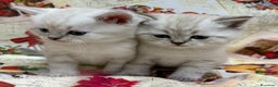 British gatti in vendita: Scottish fold sthrait  - Annuncio 8