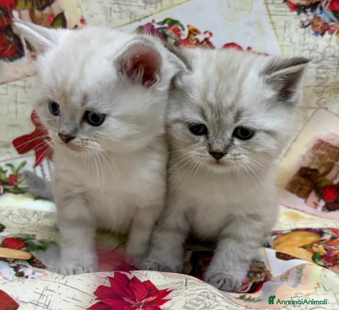 British gatti in vendita: Scottish fold sthrait  - Annuncio 8