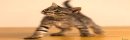Altre razze gatti in regalo: Tre pantere e due tigre cercano casa a Provincia di Ascoli Piceno - Annuncio 4