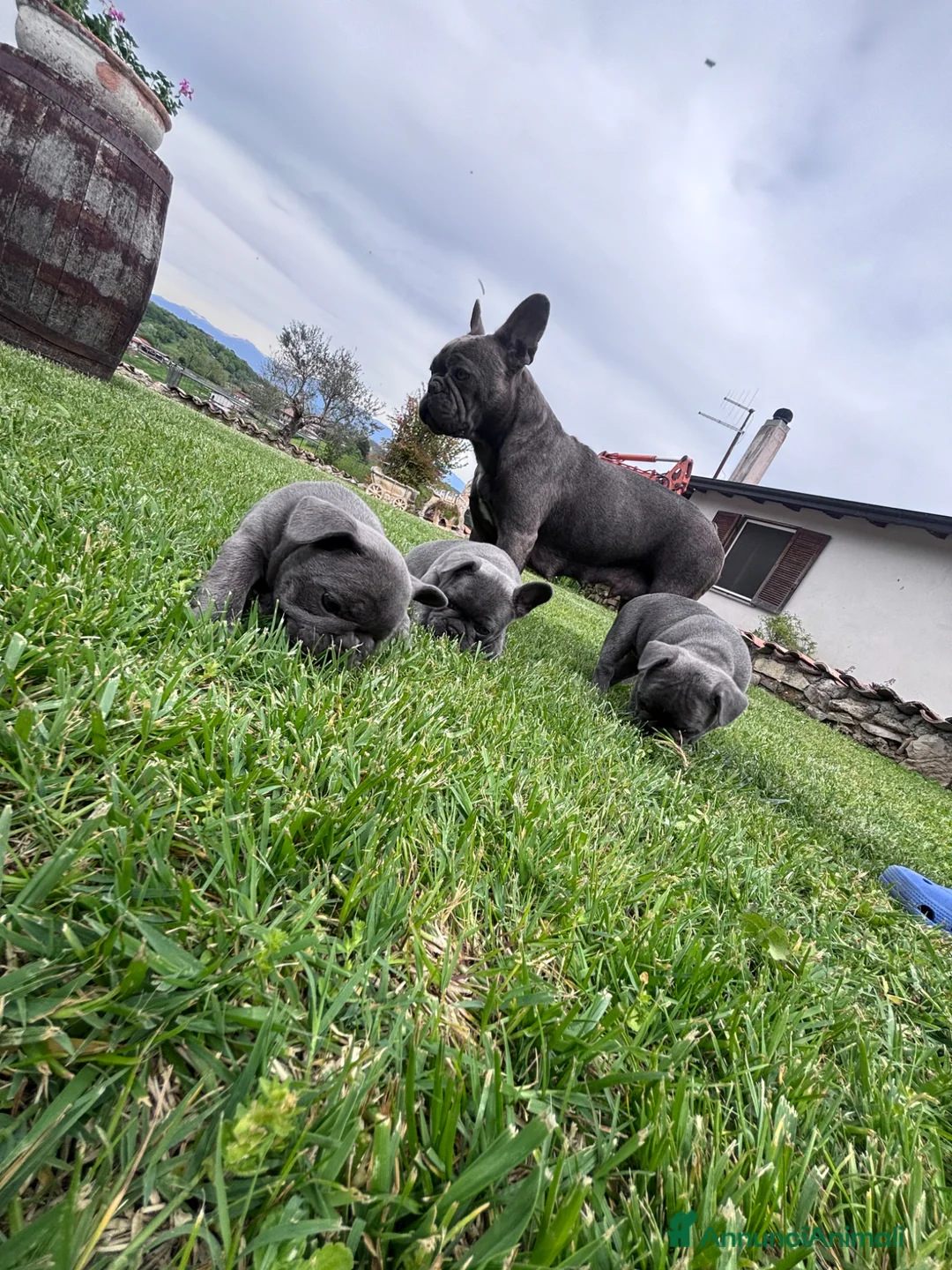 Bulldog Francese cani in vendita: CUCCIOLE DI BULLDOG FRANCESE a Provincia di Frosinone - Annuncio 2