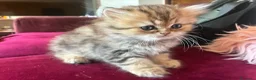 Persiano gatti in vendita: Gattini persiani chinchilla maschi  - Annuncio 9