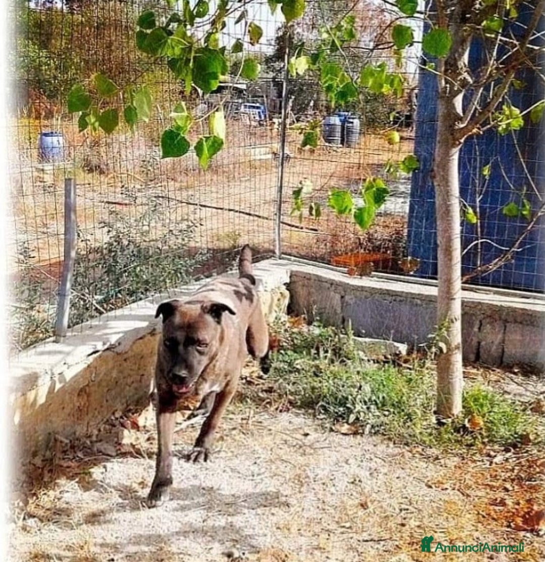 Meticcio cani in regalo: Ruben 5anni nessuno lo sceglie, occhi tristi.LECCE a Città metropolitana di Milano - Annuncio 3