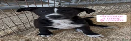 Meticcio cani in regalo: Bellissimi cuccioli in rifugio  a Città Metropolitana di Bologna - Annuncio 10