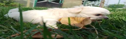 Maltese cani in vendita: Prenotazione cuccioli di Maltese - Ottobre 2026 - Annuncio 5