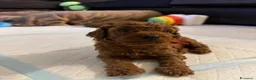 Barboncino Toy cani in vendita: Cuccioli di Barboncino Toy di Razza Pura - Annuncio 19