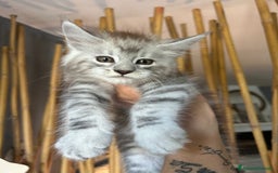 Maine Coon gatti in vendita: Cuccioli Maine coon a Provincia di Cremona - Immagine 1