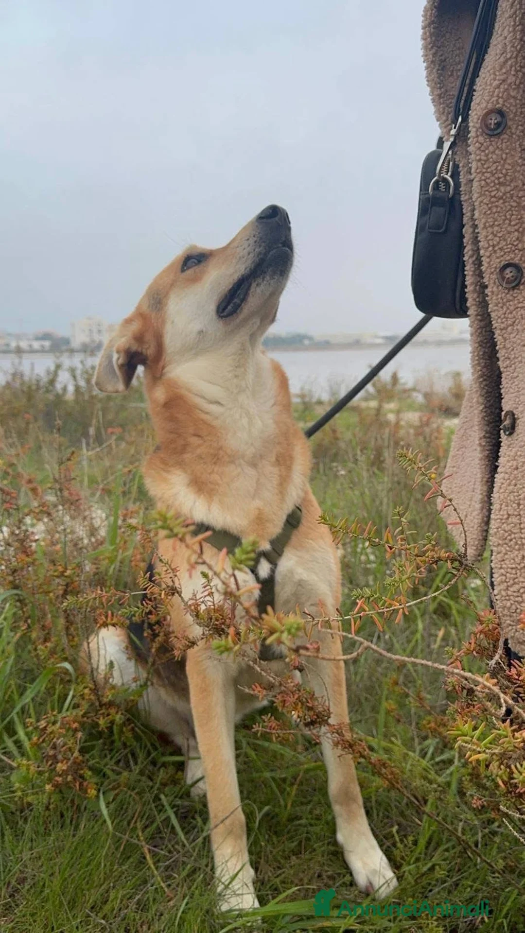 Meticcio cani in regalo: Betty - Annuncio 5