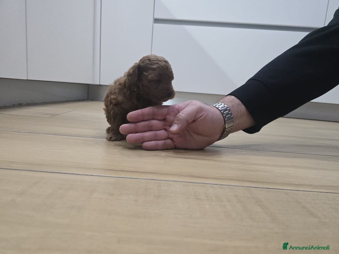 Barboncino Toy cani in vendita: Cucciolo barboncino red toy minitoy  - Annuncio 9