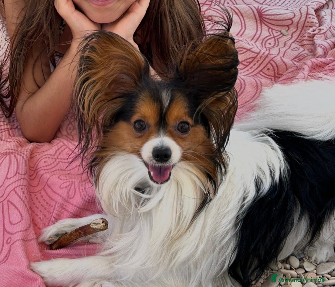 Papillon cani Maschio per accoppiamento cerca femmina - Annuncio 6