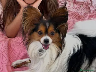 Papillon cani Maschio per accoppiamento cerca femmina - Annuncio 6