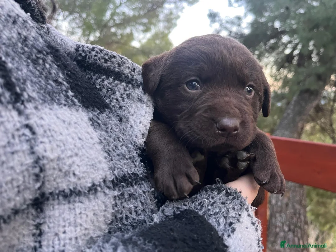 Labrador cani in vendita: CUCCIOLI DI LABRADOR - Annuncio 4