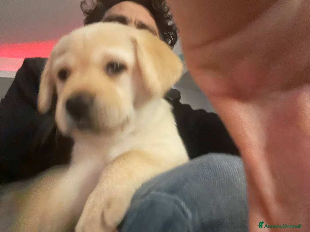 Labrador cani in vendita: Cuccioli di Labrador  - Annuncio 16