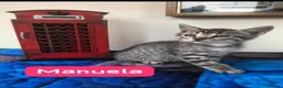 Meticcio gatti in regalo: GATTINA - Annuncio 3
