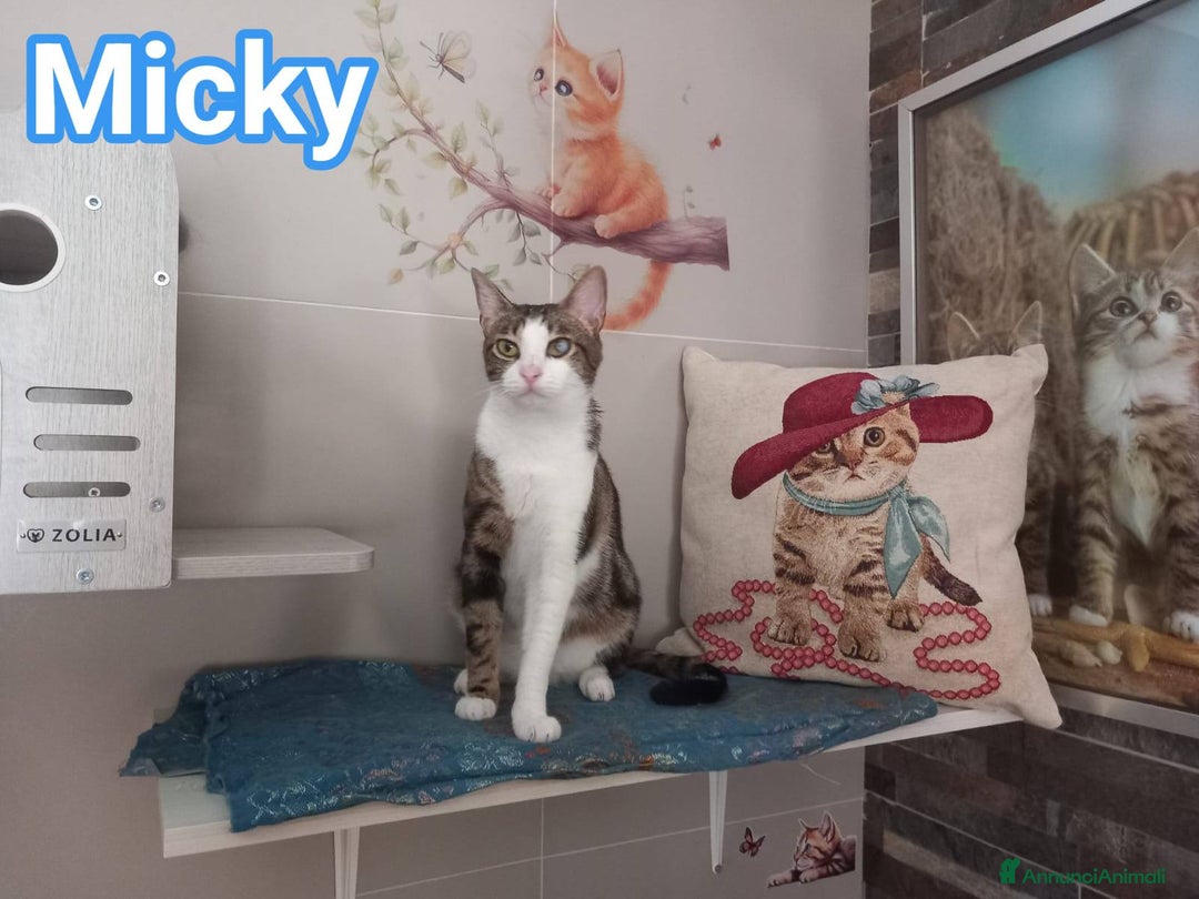 Europeo gatti in regalo: MICKY, affettuoso micio da adottare! - Annuncio 2