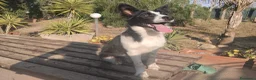 Border Collie cani in vendita: Cuccioli di Border collie - Annuncio 6