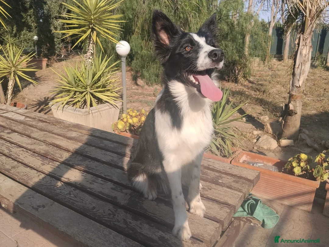 Border Collie cani in vendita: Cuccioli di Border collie - Annuncio 6