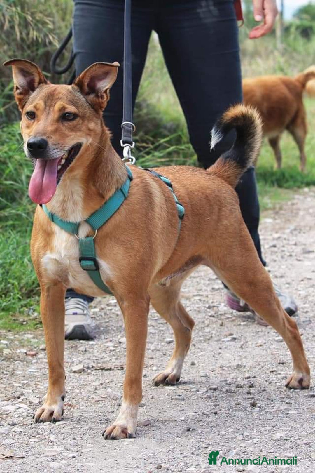 Meticcio cani in regalo: BRUNO 5anni ne ha passate tante ..SOS NAPOLI a Città metropolitana di Milano - Annuncio 1