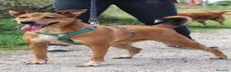 Meticcio cani in regalo: BRUNO 5anni ne ha passate tante ..SOS NAPOLI a Città metropolitana di Milano - Annuncio 1