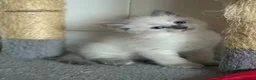 Ragdoll gatti in vendita: Ragdoll cuccioli a Provincia di Verona - Annuncio 2