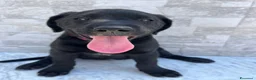 Labrador cani in vendita: Cucciola di Labrador  a Libero consorzio comunale di Agrigento - Annuncio 8