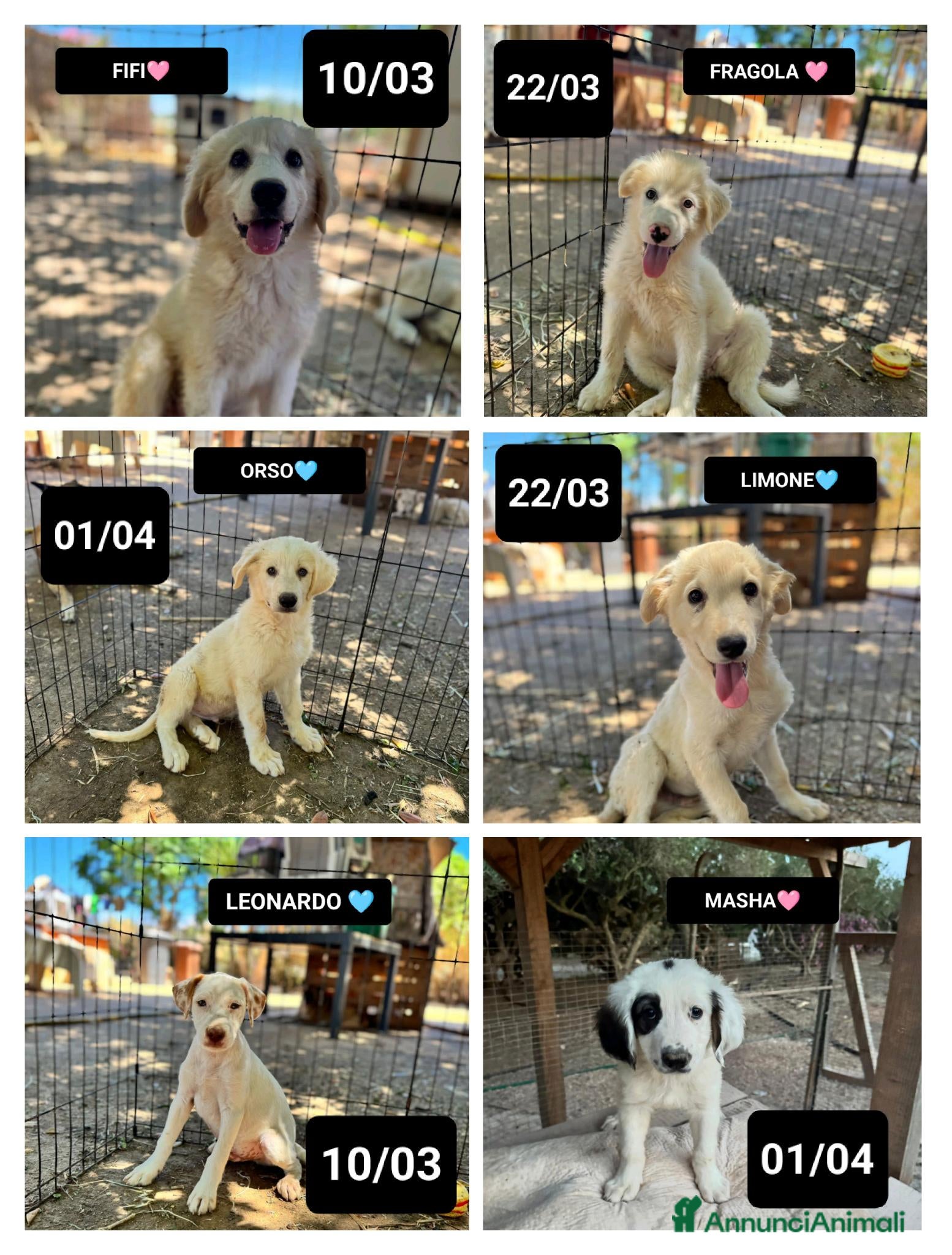 Meticcio cani MASHA, ORSO, LIMONE, FRAGOLA, FIFI E LEONARDO - Annuncio 12