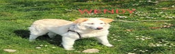Meticcio cani in regalo: WENDY giovanissima tg mediogrande - Annuncio 3