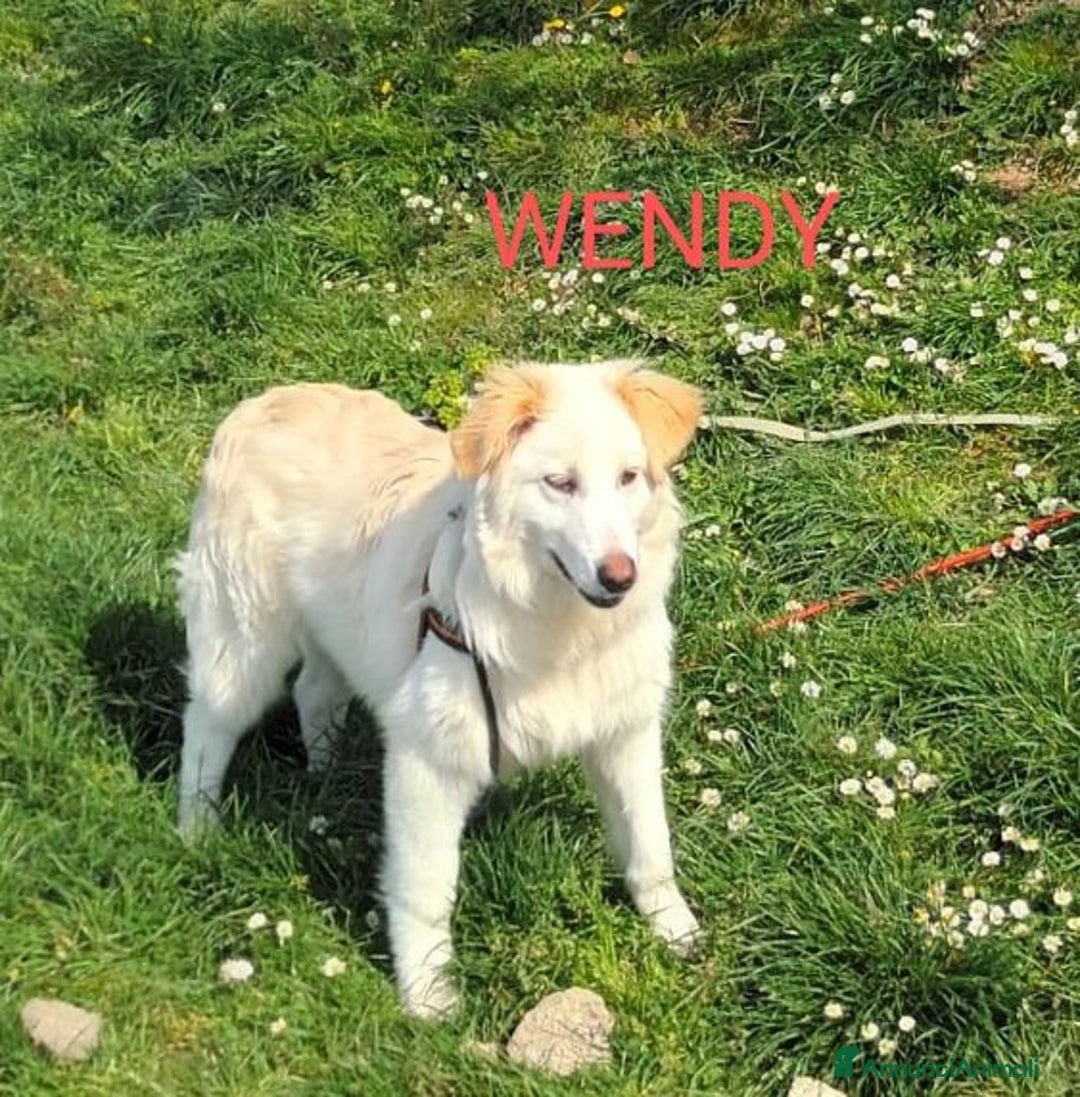 Meticcio cani in regalo: WENDY giovanissima tg mediogrande - Annuncio 3