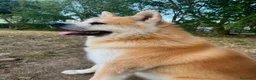 Akita Inu cani per accoppiamento: cercasi cagna per accoppiamento - Annuncio 2