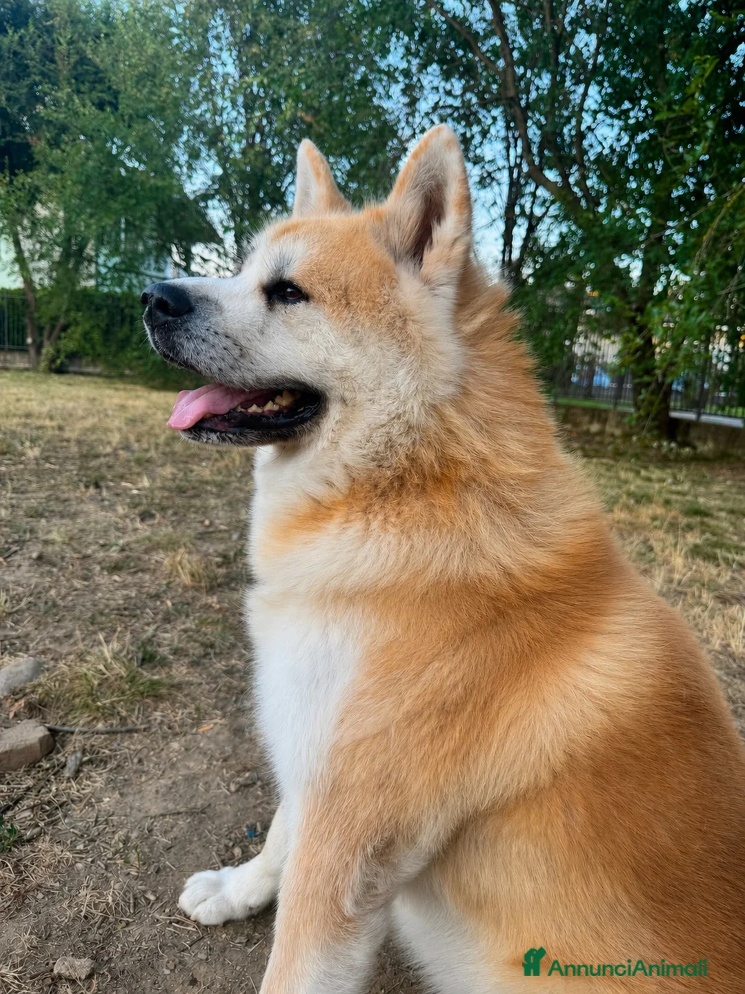 Akita Inu cani per accoppiamento: cercasi cagna per accoppiamento - Annuncio 2