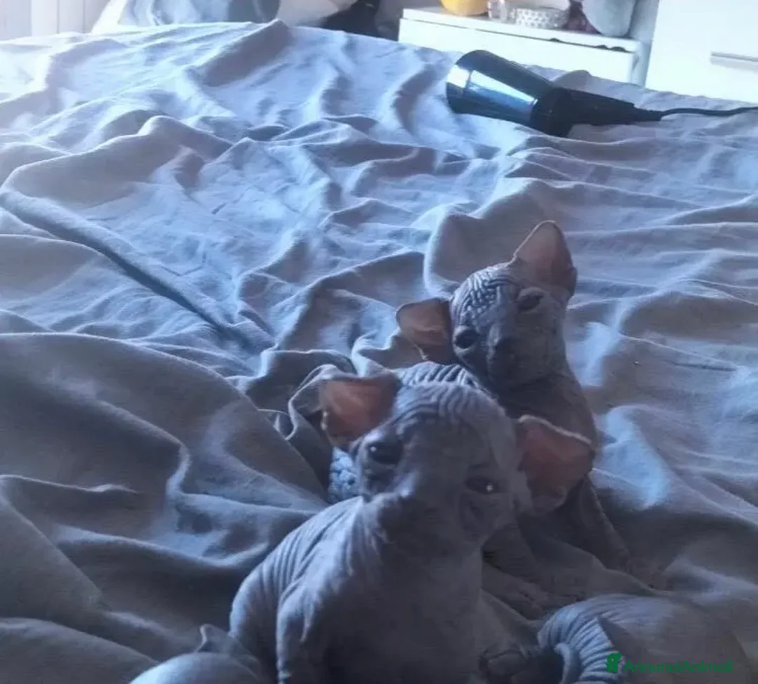 Sphynx gatti in vendita: Cuccioli di canadian sphynx con pedigree - Annuncio 2