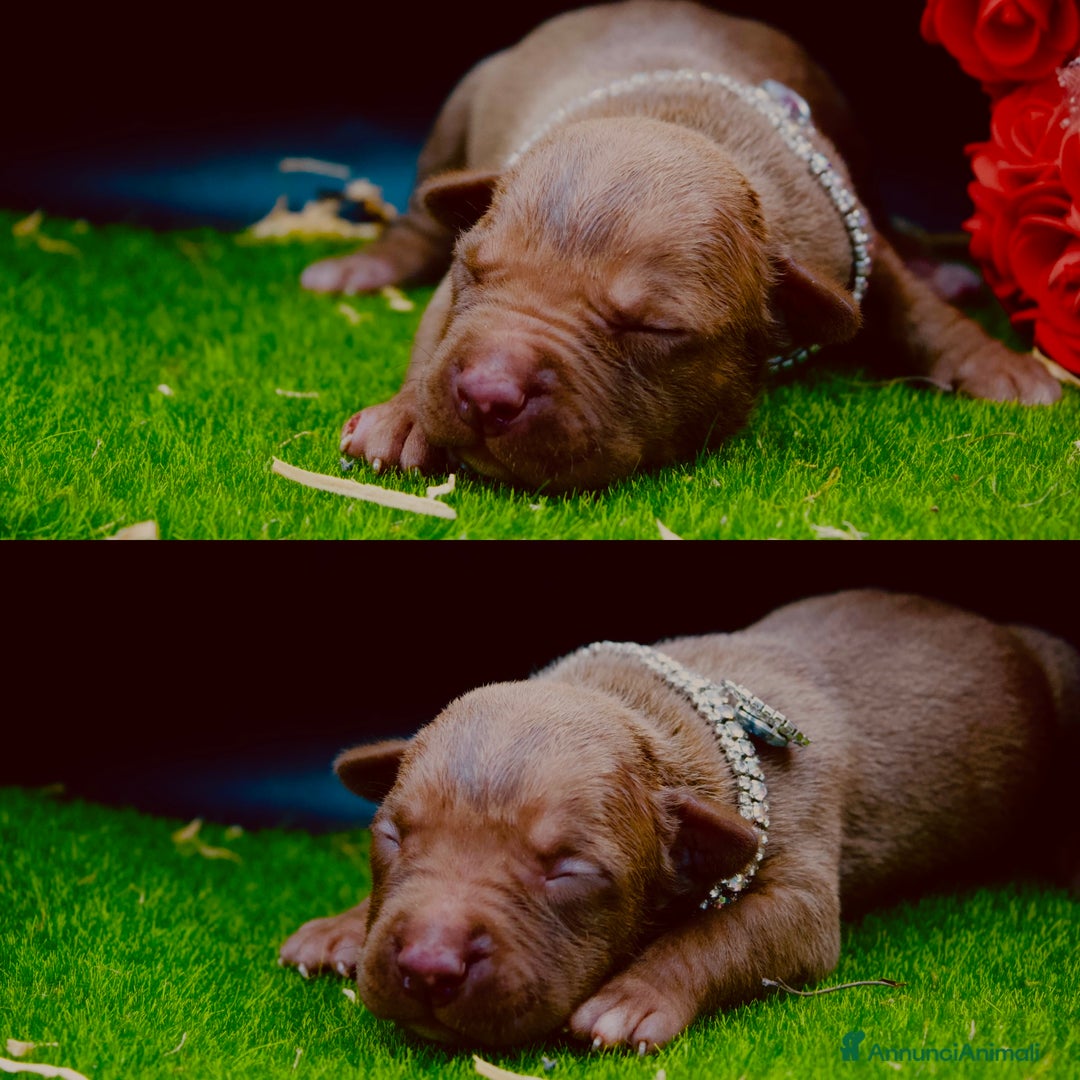 Pitbull cani in vendita: Cuccioli Pitbull con pedigree  - Annuncio 6