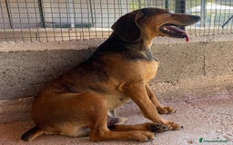 Segugio cani in regalo: Puck segugetto 5 anni cerca casa - adozione - Immagine 7