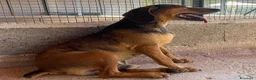 Segugio cani in regalo: Puck segugetto 5 anni cerca casa - adozione - Annuncio 7