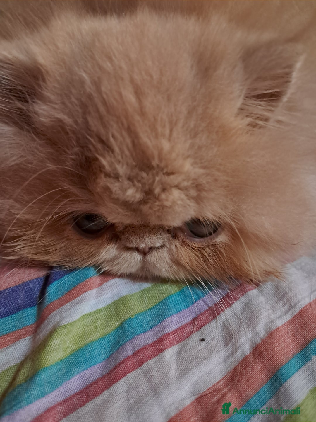 Persiano gatti in vendita: Gattini persiani ed esotici - Annuncio 5