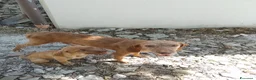 Bracco cani in regalo: Mamma e figlio (trovatelli) cercano nuova famiglia a Provincia di Salerno - Annuncio 1