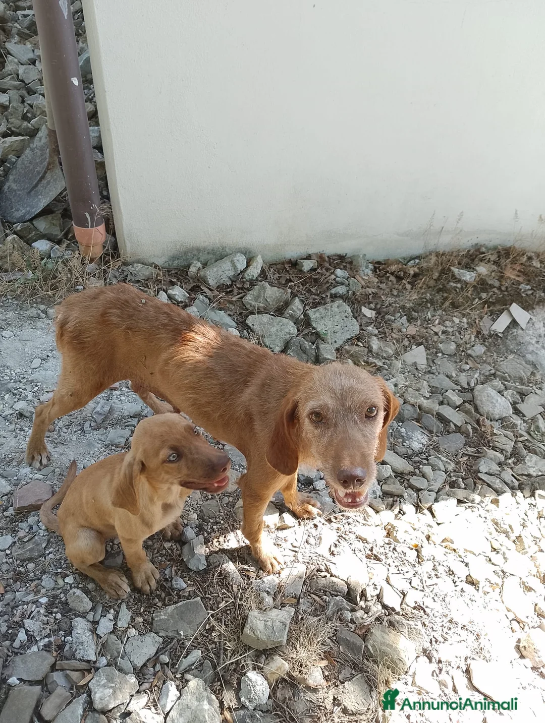 Bracco cani in regalo: Mamma e figlio (trovatelli) cercano nuova famiglia a Provincia di Salerno - Annuncio 1