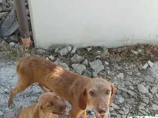 Bracco cani Mamma e figlio (trovatelli) cercano nuova famiglia - Annuncio 1